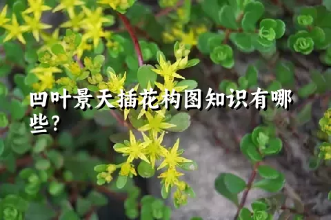 凹叶景天插花构图知识有哪些？