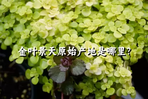 金叶景天原始产地是哪里？