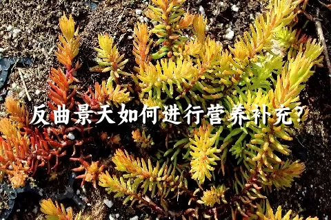 反曲景天如何进行营养补充？