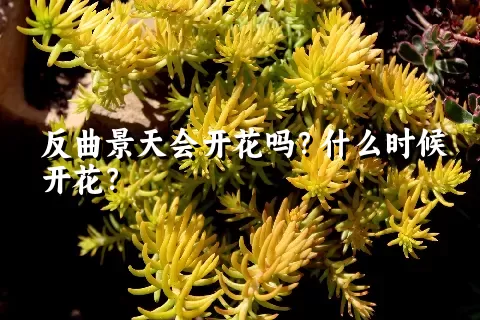 反曲景天会开花吗？什么时候开花？
