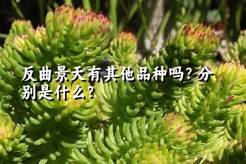 反曲景天有其他品种吗？分别是什么？