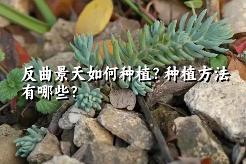 反曲景天如何种植？种植方法有哪些？