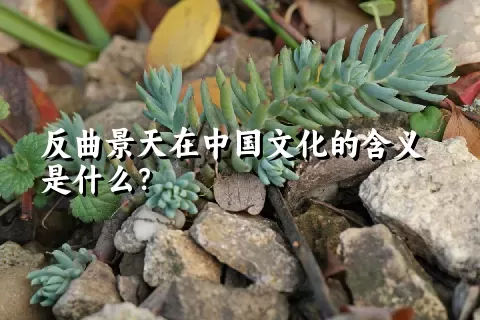反曲景天在中国文化的含义是什么？