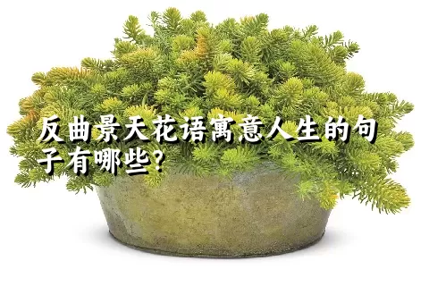 反曲景天花语寓意人生的句子有哪些？