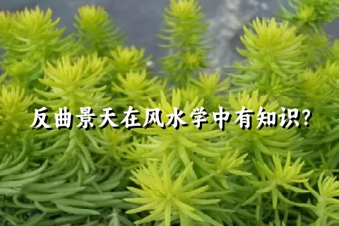 反曲景天在风水学中有知识？