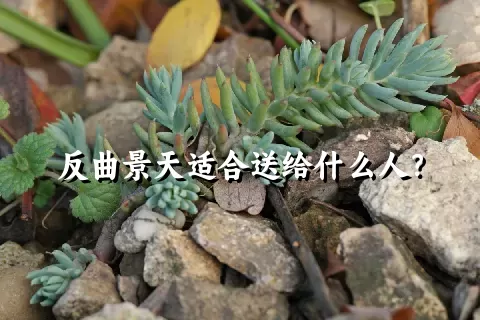 反曲景天适合送给什么人？