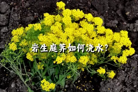岩生庭荠如何浇水？