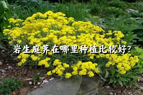 岩生庭荠在哪里种植比较好？