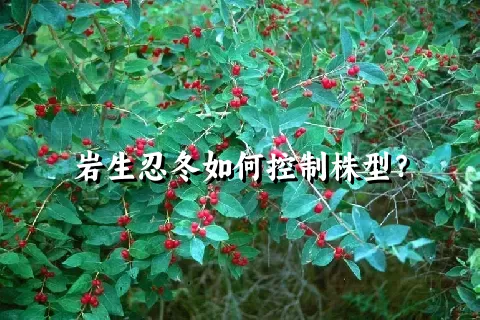 岩生忍冬如何控制株型？