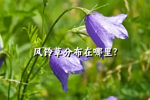 风铃草分布在哪里?