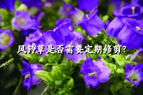 风铃草是否需要定期修剪？