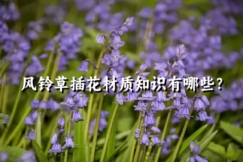 风铃草插花材质知识有哪些？