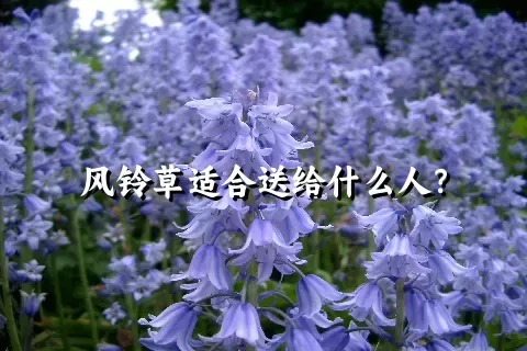 风铃草适合送给什么人？