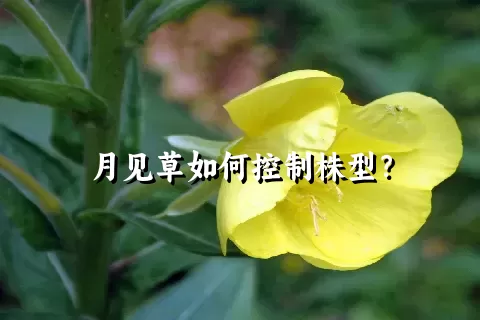 月见草如何控制株型？