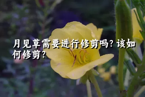 月见草需要进行修剪吗？该如何修剪？