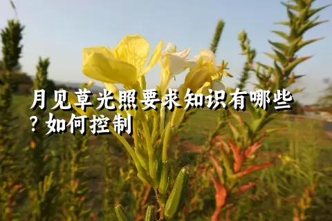 月见草光照要求知识有哪些？如何控制
