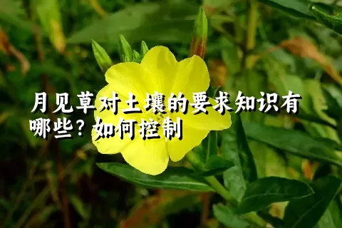 月见草对土壤的要求知识有哪些？如何控制