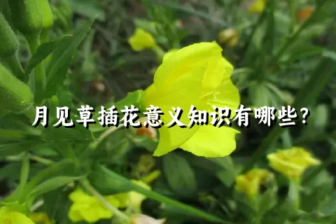 月见草插花意义知识有哪些？