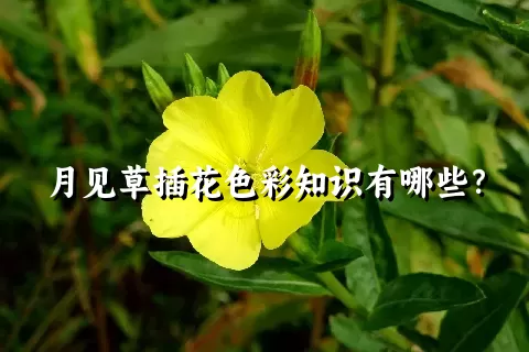月见草插花色彩知识有哪些？