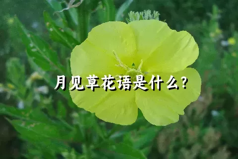 月见草花语是什么？