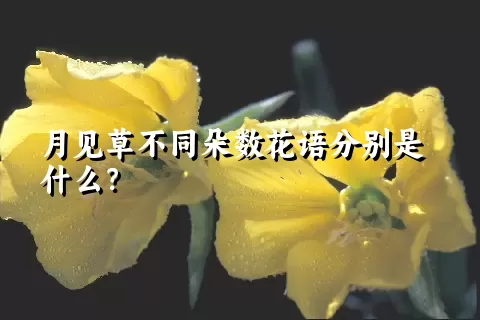 月见草不同朵数花语分别是什么？