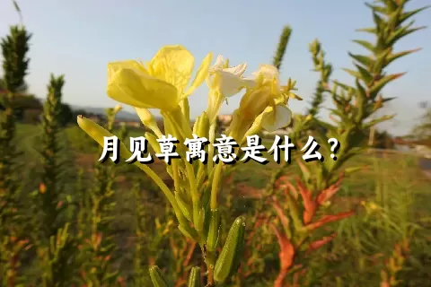 月见草寓意是什么？