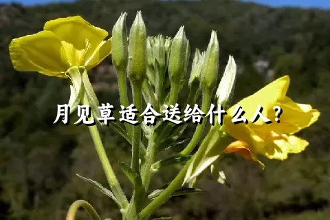月见草适合送给什么人？