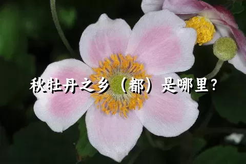 秋牡丹之乡（都）是哪里？