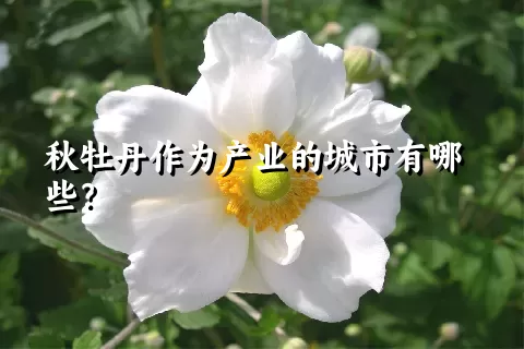 秋牡丹作为产业的城市有哪些？