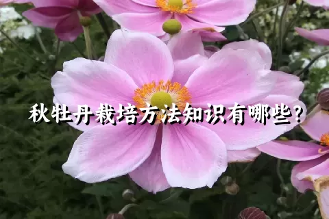 秋牡丹栽培方法知识有哪些？