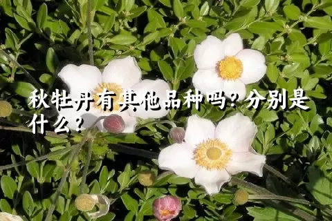 秋牡丹有其他品种吗？分别是什么？