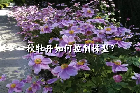 秋牡丹如何控制株型？