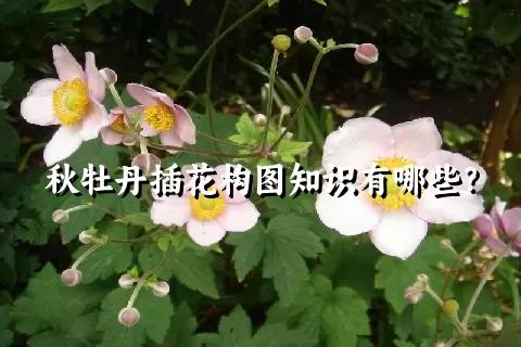 秋牡丹插花构图知识有哪些？