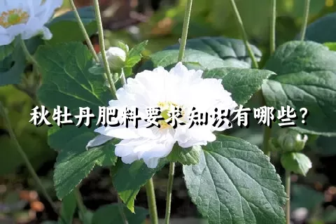 秋牡丹肥料要求知识有哪些？