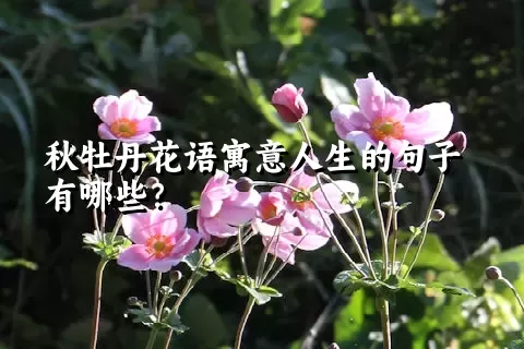 秋牡丹花语寓意人生的句子有哪些？