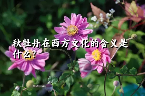 秋牡丹在西方文化的含义是什么？