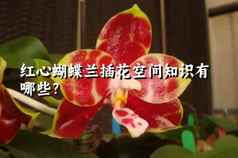 红心蝴蝶兰插花空间知识有哪些？