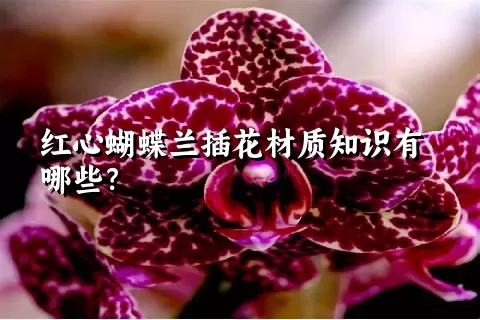 红心蝴蝶兰插花材质知识有哪些？