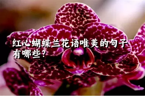 红心蝴蝶兰花语唯美的句子有哪些？