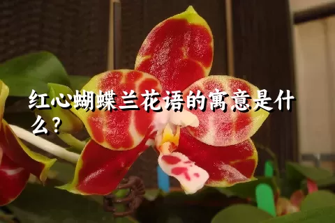 红心蝴蝶兰花语的寓意是什么？