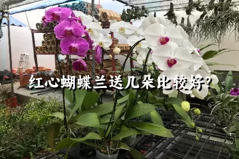 红心蝴蝶兰送几朵比较好？