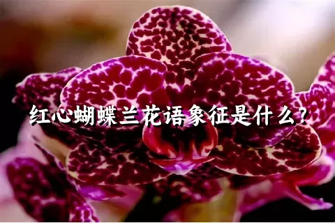红心蝴蝶兰花语象征是什么？