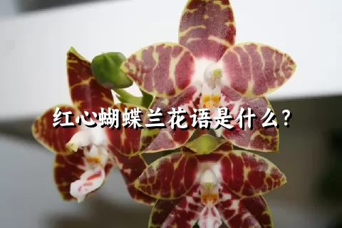 红心蝴蝶兰花语是什么？
