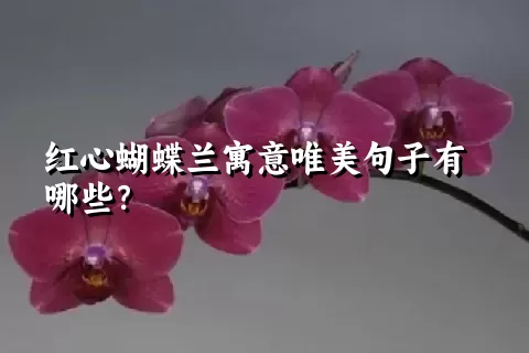 红心蝴蝶兰寓意唯美句子有哪些？