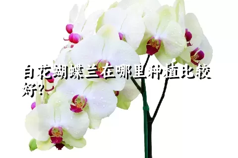 白花蝴蝶兰在哪里种植比较好？