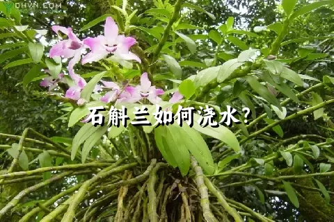 石斛兰如何浇水？