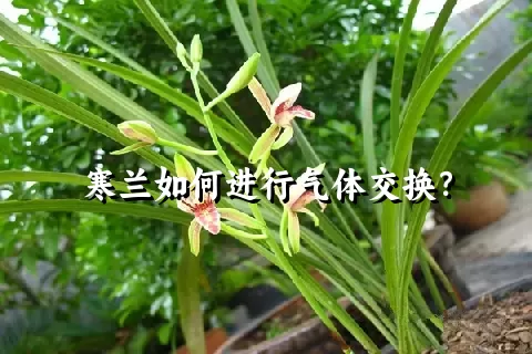 寒兰如何进行气体交换？