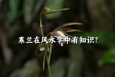 寒兰在风水学中有知识？