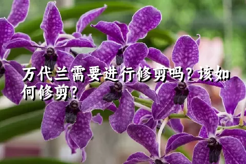 万代兰需要进行修剪吗？该如何修剪？