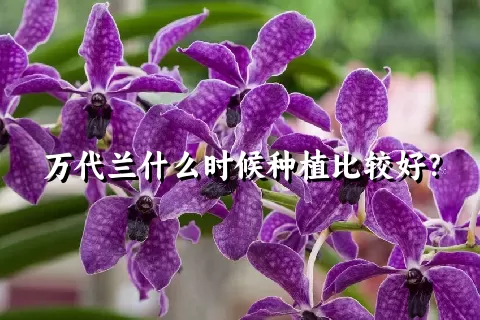万代兰什么时候种植比较好？
